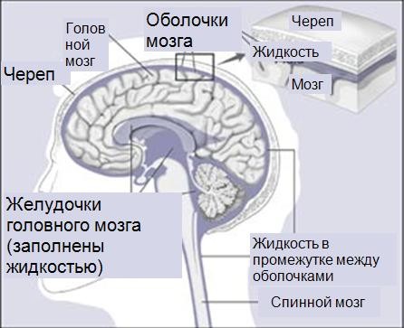 Доклад: Спинной мозг
