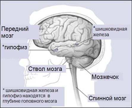 части-головного-мозга